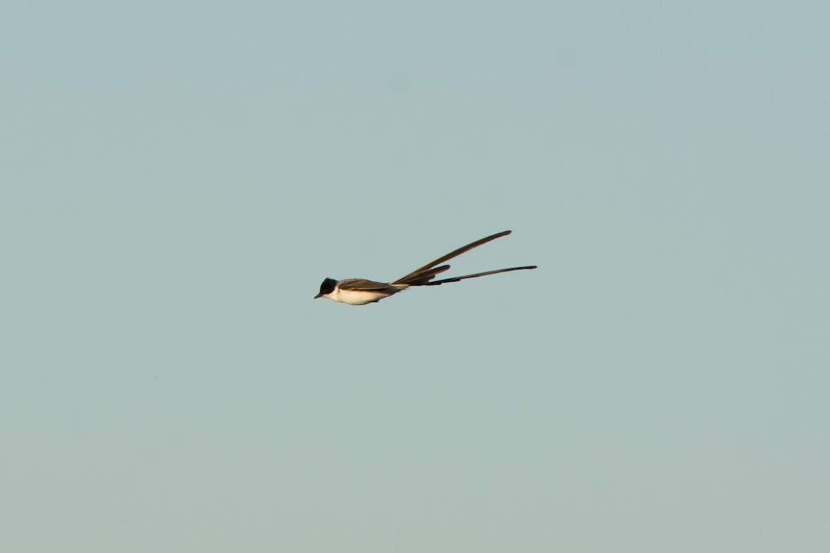 Tijereta Sabanera - ML645102085