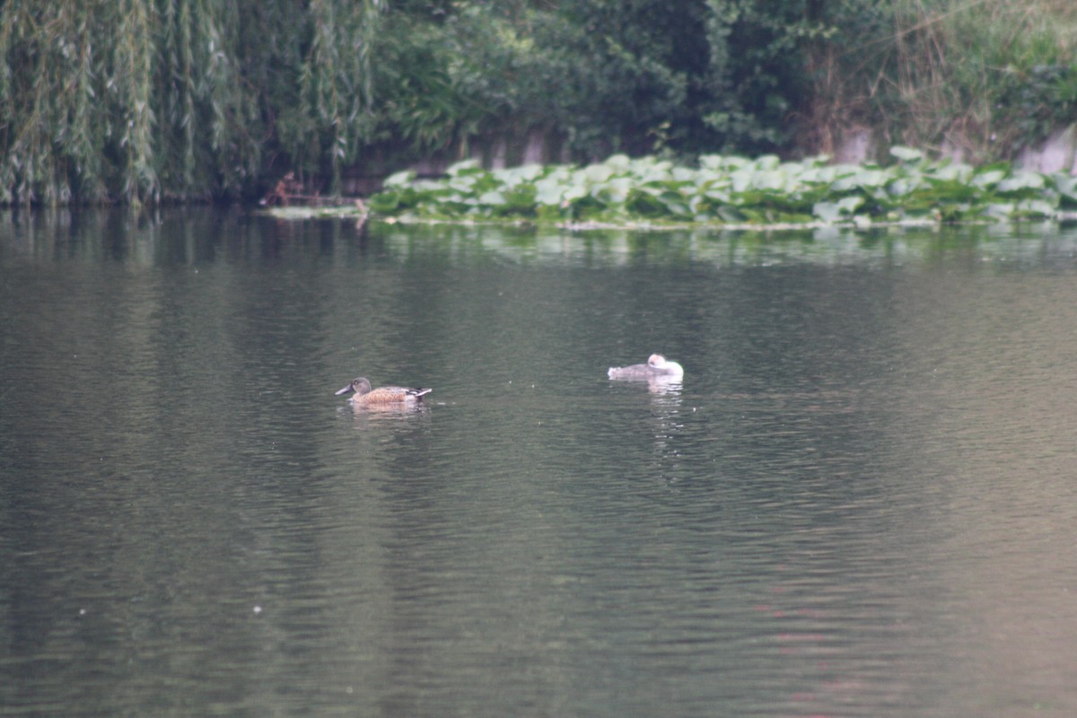 Cuchara Común - ML645102086