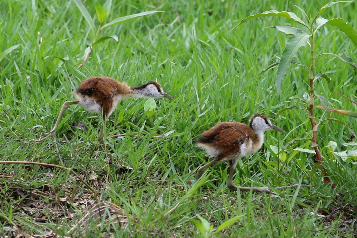 Jacana Africana - ML645102087