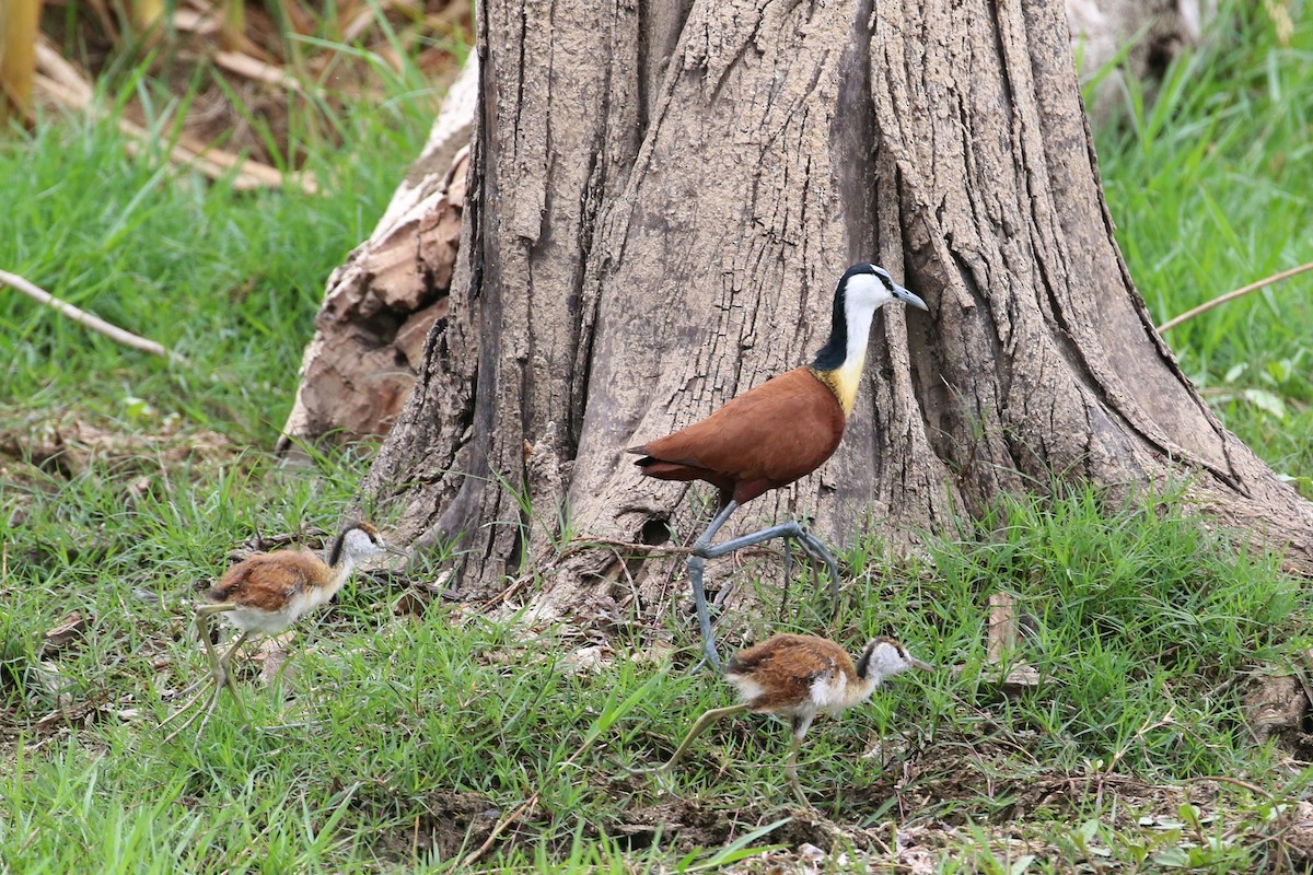 Jacana Africana - ML645102089
