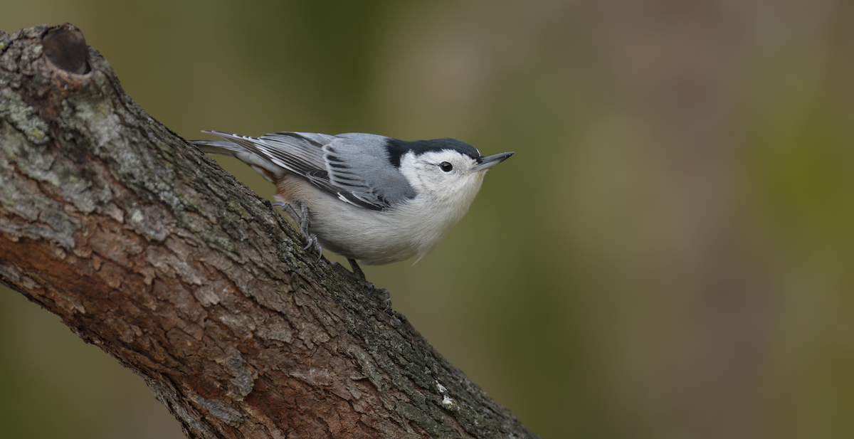 Trepador Pechiblanco - ML645102090