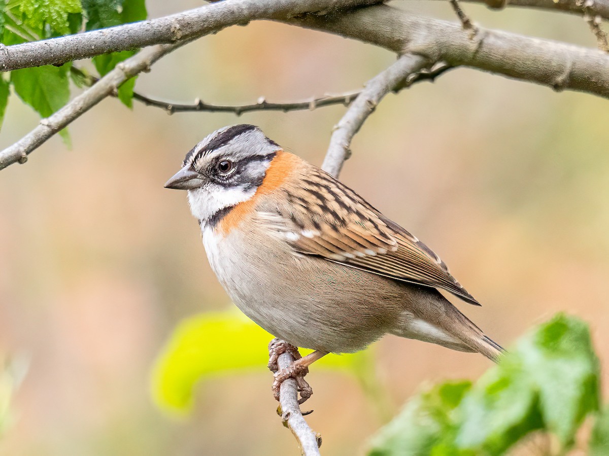 Chingolo Común - ML645102091