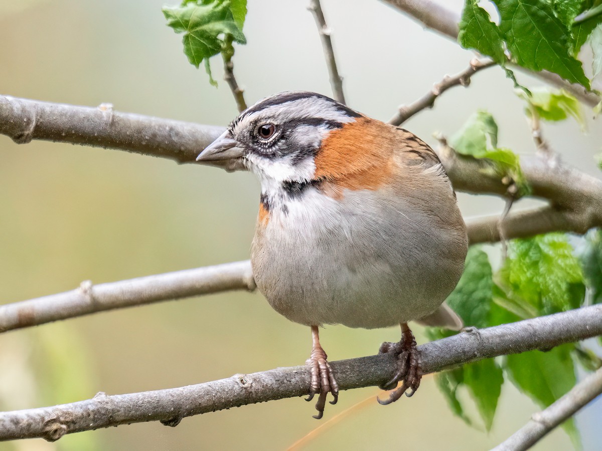 Chingolo Común - ML645102092