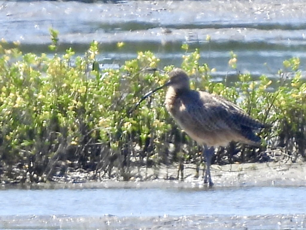 Zarapito Americano - ML645102093