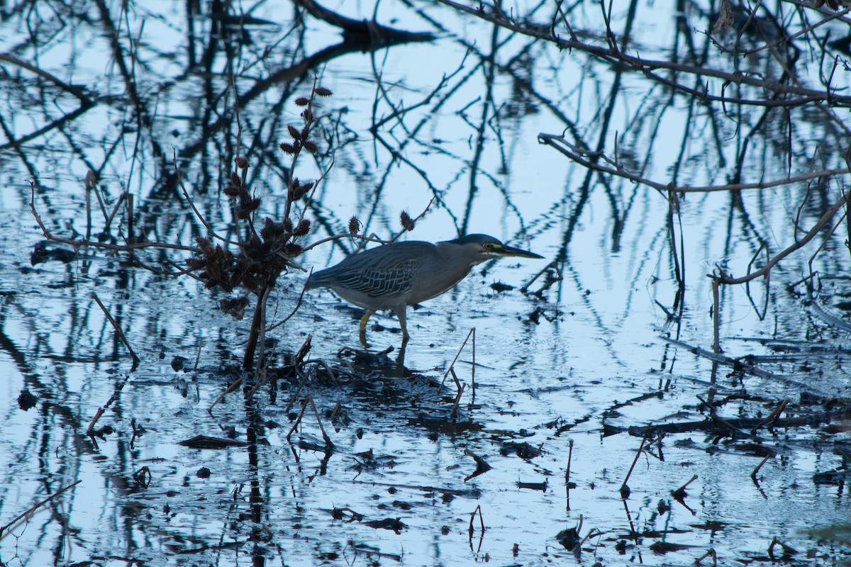 Garcilla Azulada - ML645102099