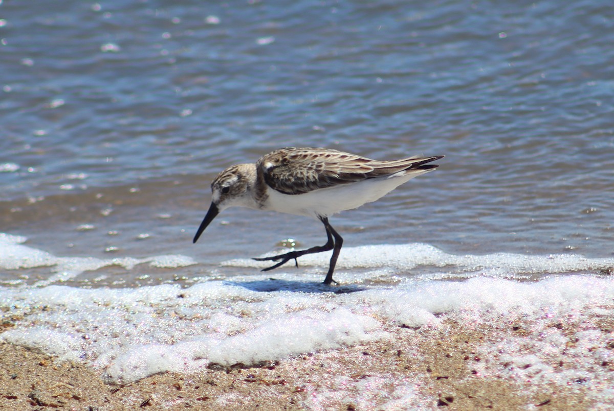 Correlimos de Alaska - ML645102100