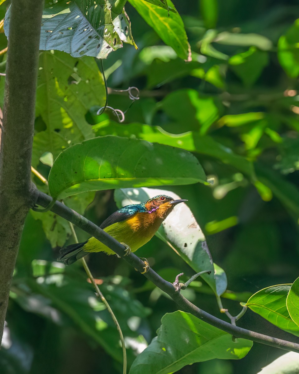 Suimanga Carirrubí - ML645102101