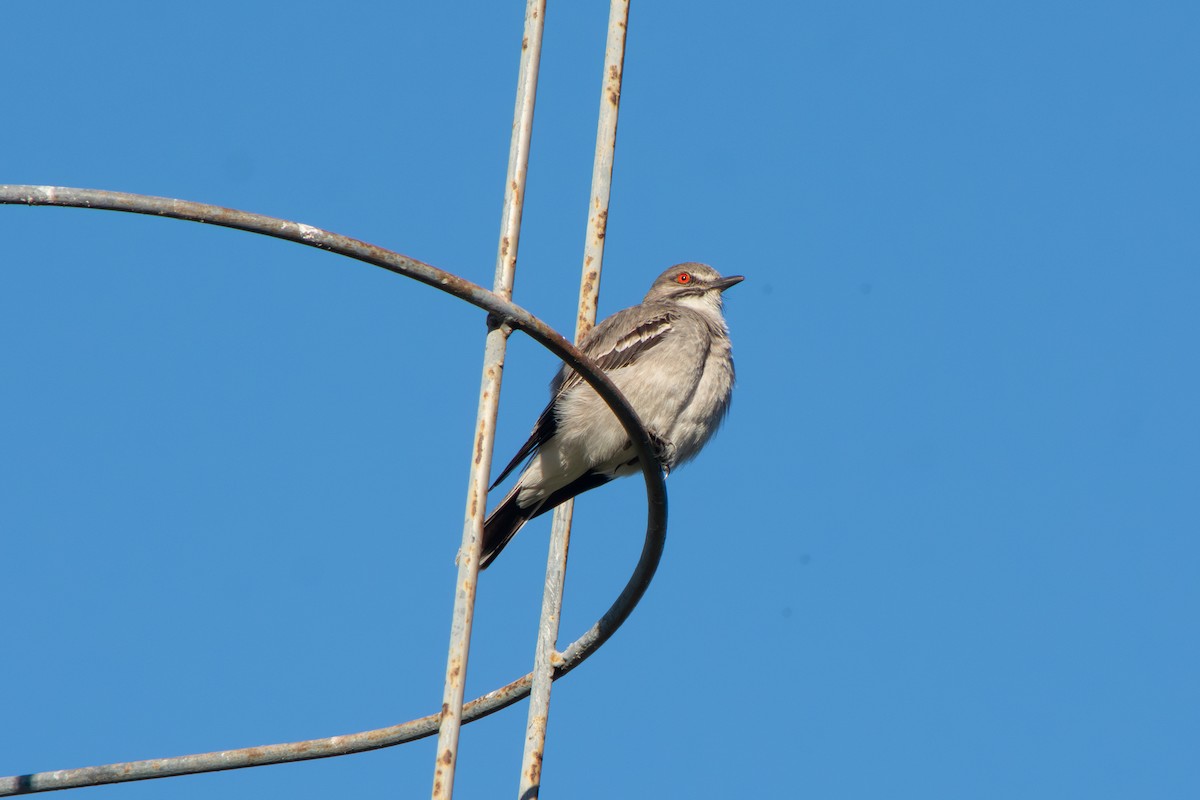 Monjita Gris - ML645102103