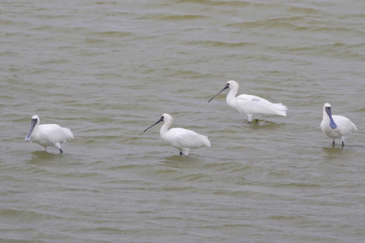 Espátula Menor - ML645102104