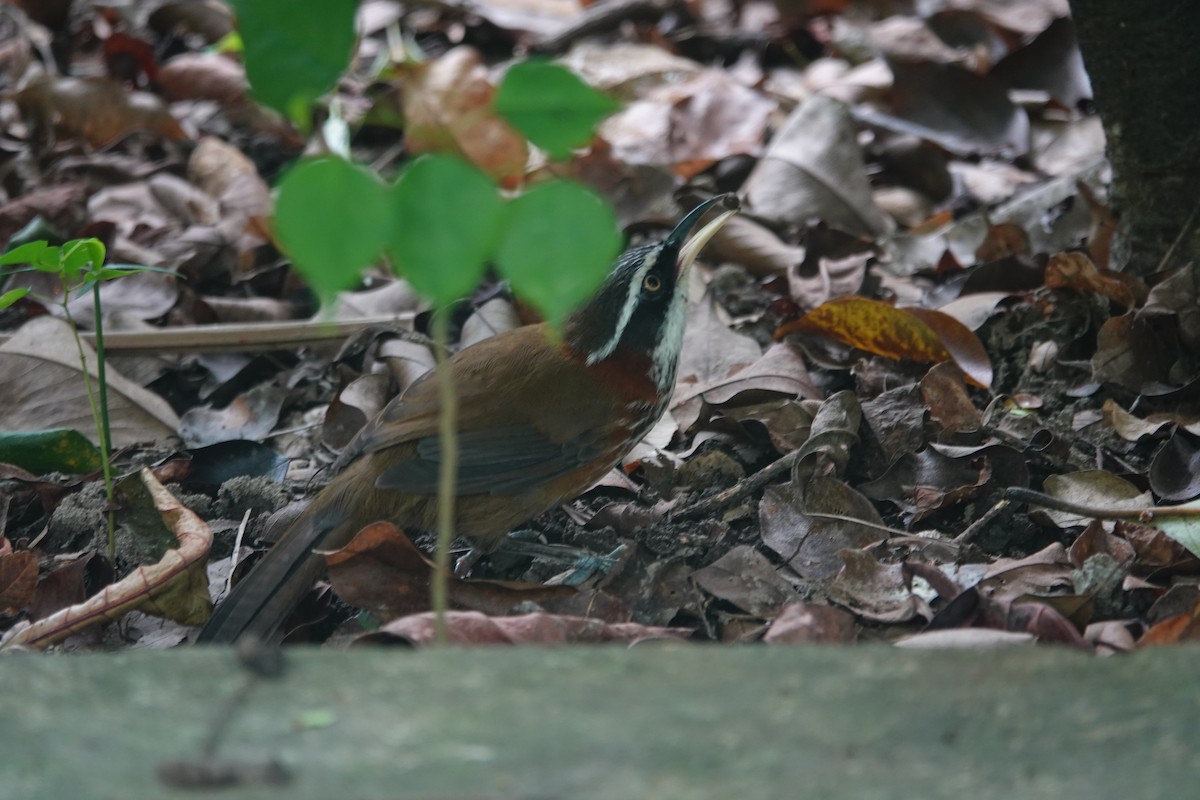 Cimitarra de Formosa - ML645102105
