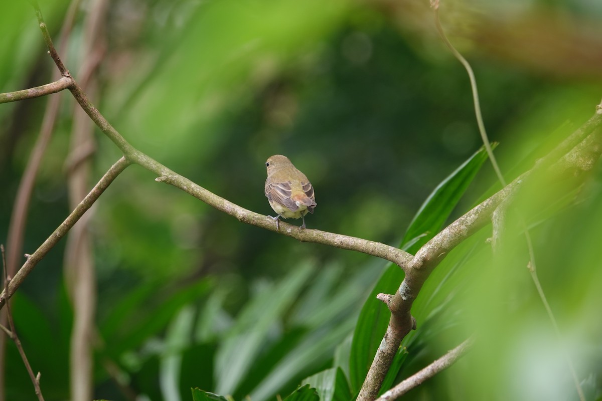 Papamoscas Narciso - ML645102107