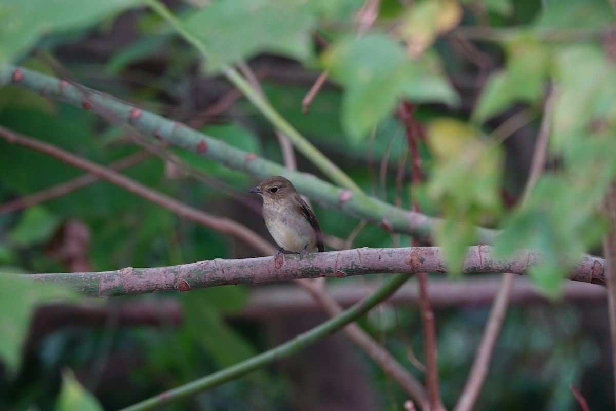 Papamoscas Narciso - ML645102108
