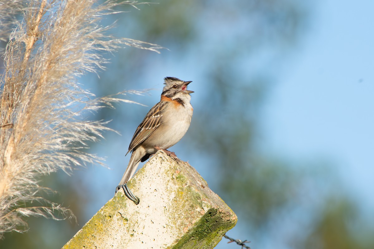 Chingolo Común - ML645102109