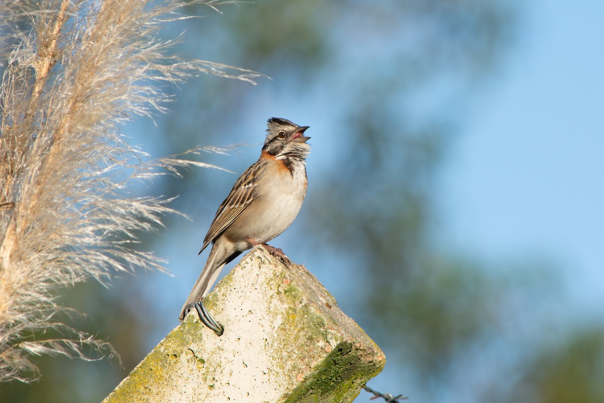 Chingolo Común - ML645102110