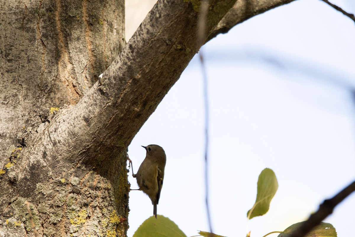 Reyezuelo Sencillo - ML645102111