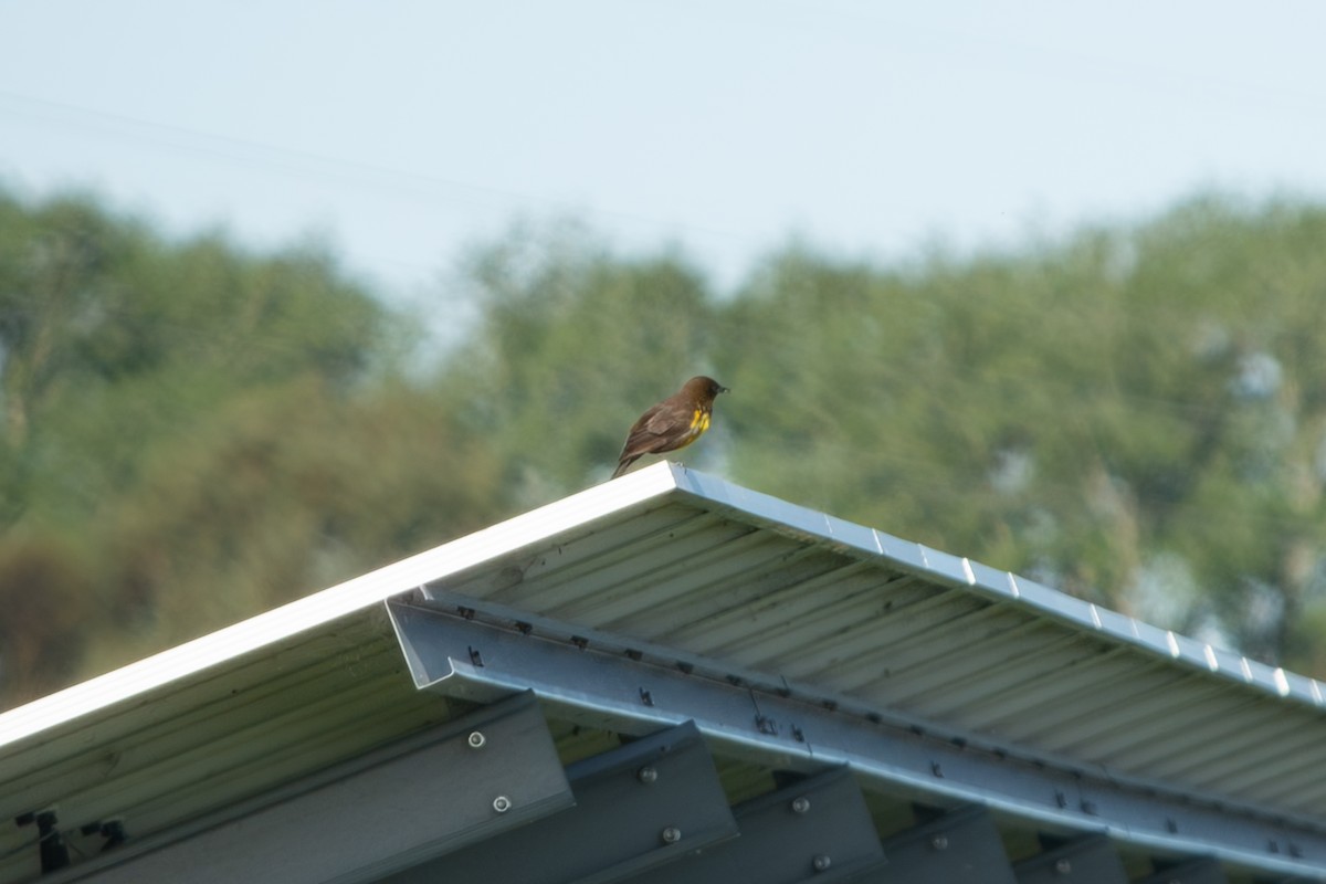 Tordo Pechiamarillo - ML645102113