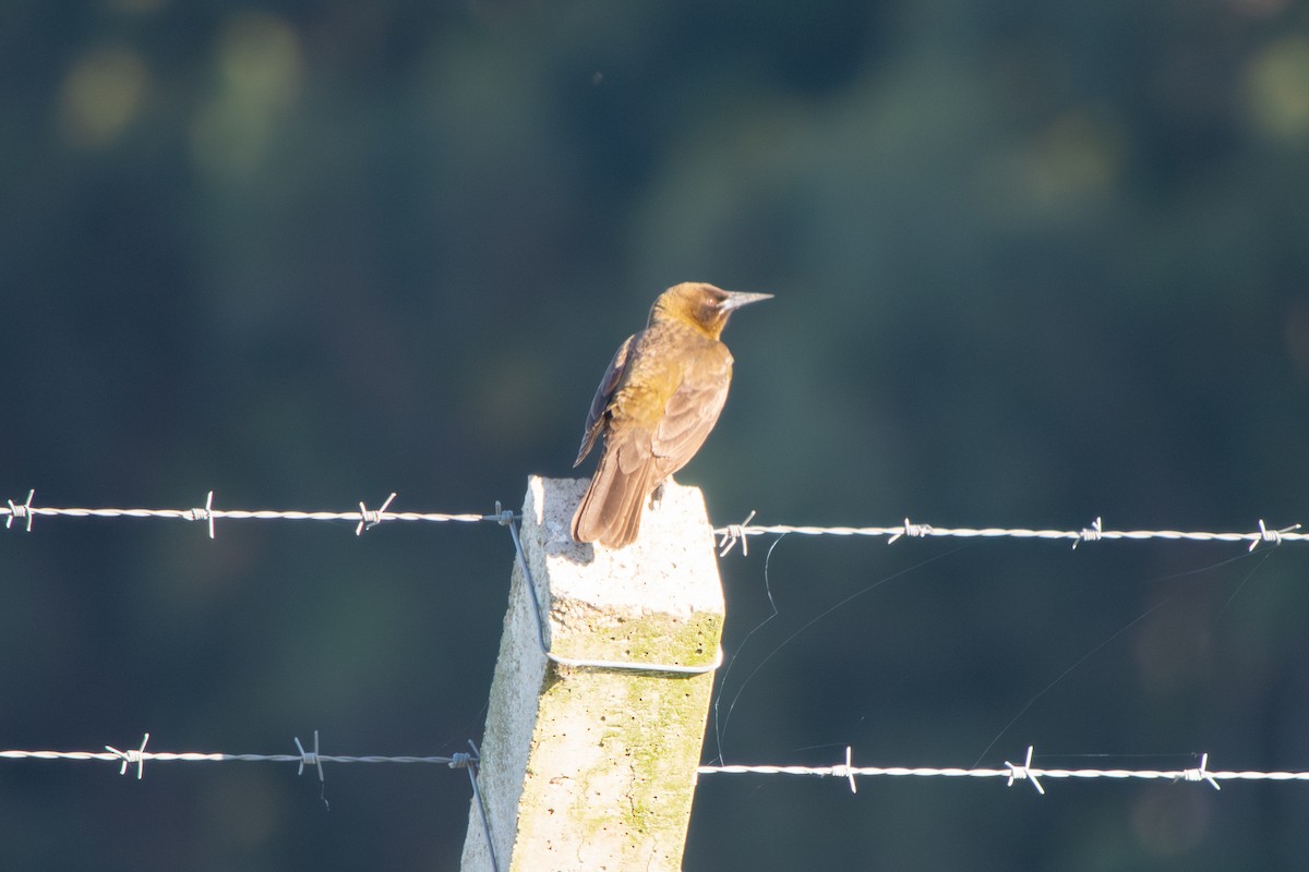 Tordo Pechiamarillo - ML645102114