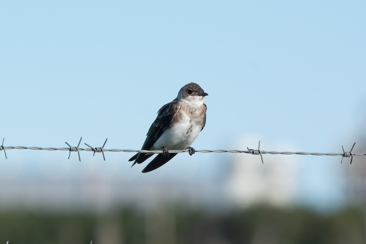 Golondrina Parda - ML645102115