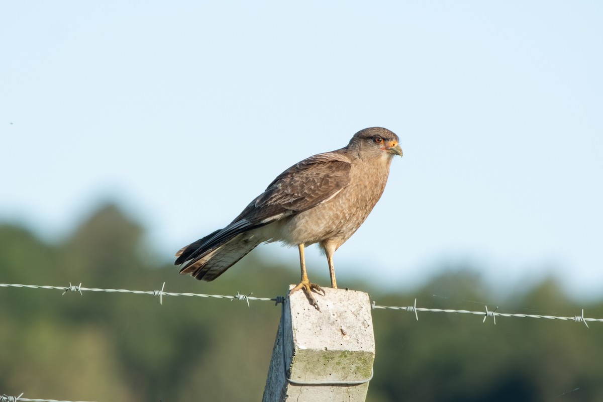 Caracara Chimango - ML645102118