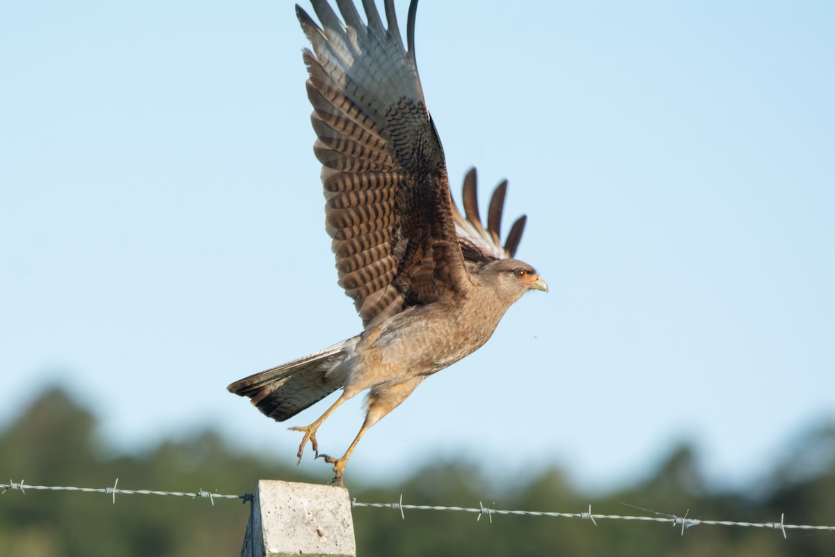 Caracara Chimango - ML645102119