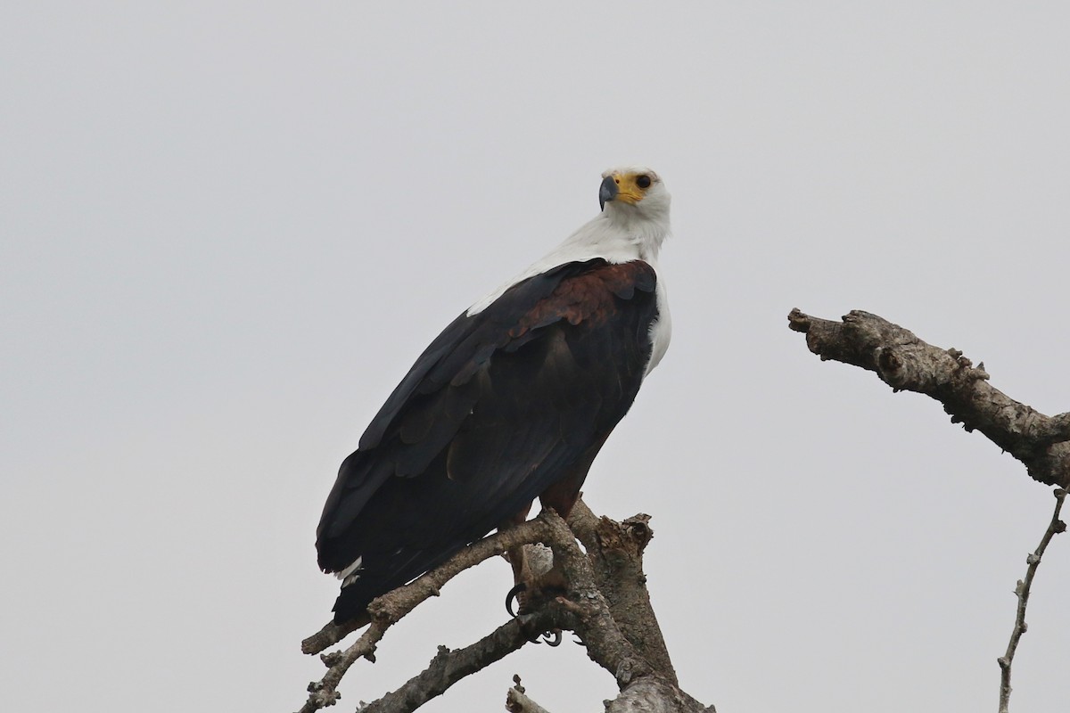 Pigargo Vocinglero - ML645102120