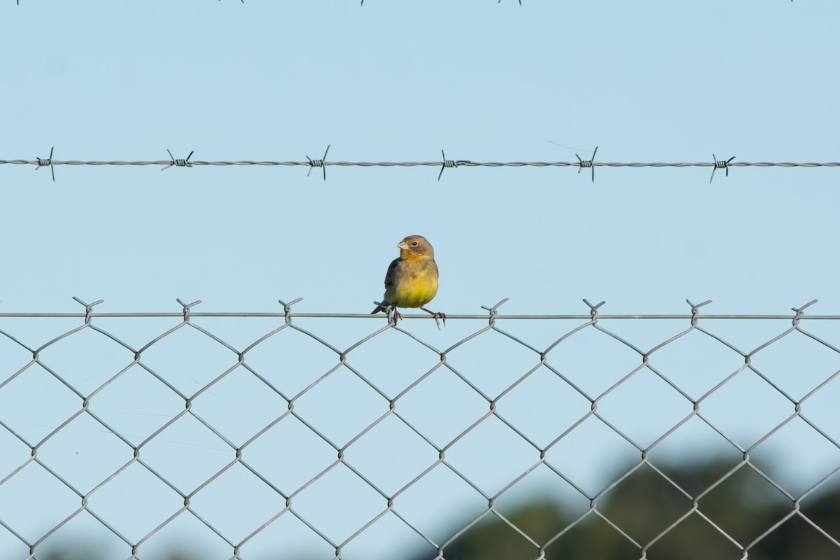 Chirigüe Sabanero - ML645102121