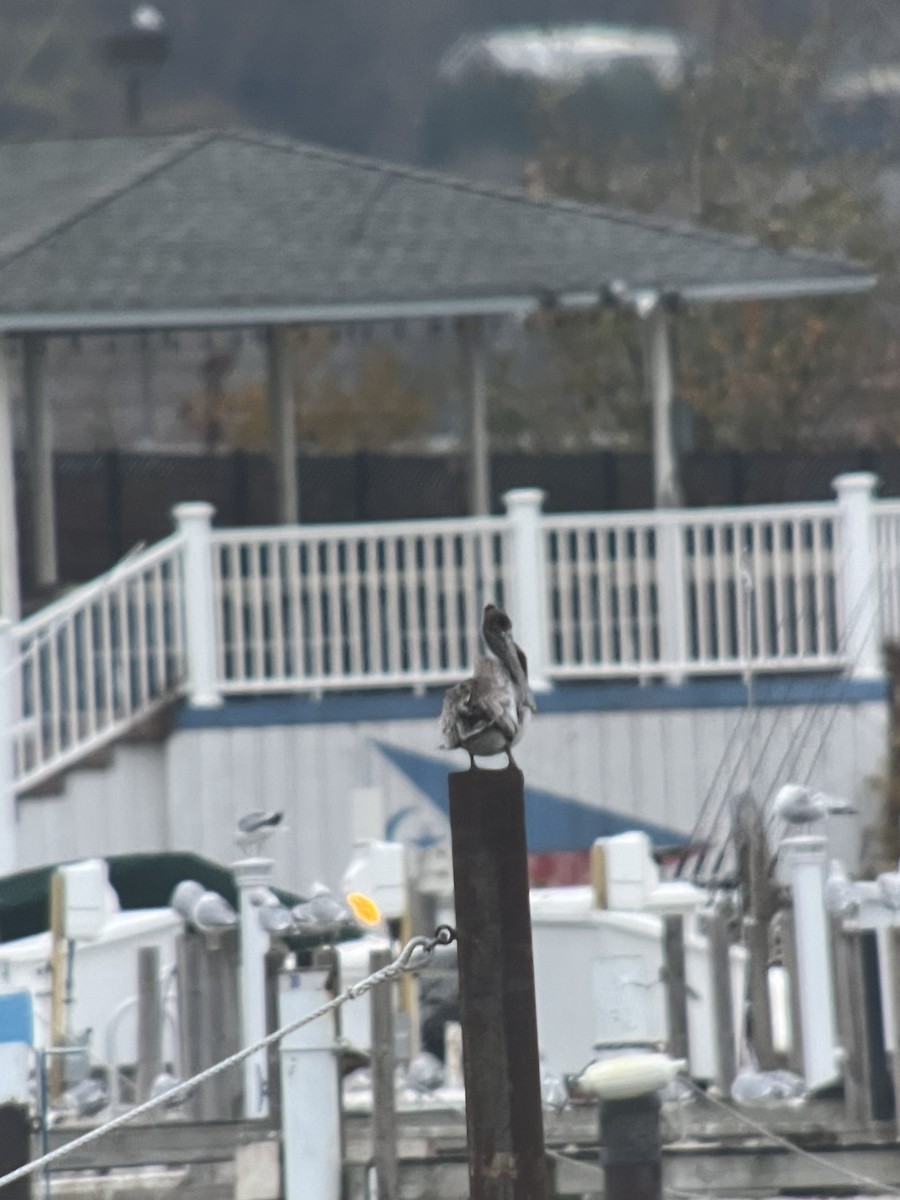 pelikán hnědý - ML645102153