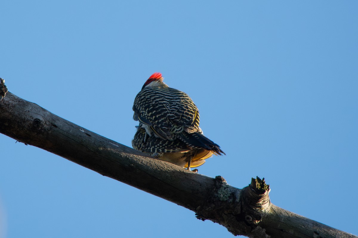 Черноусый дятел - ML645102175