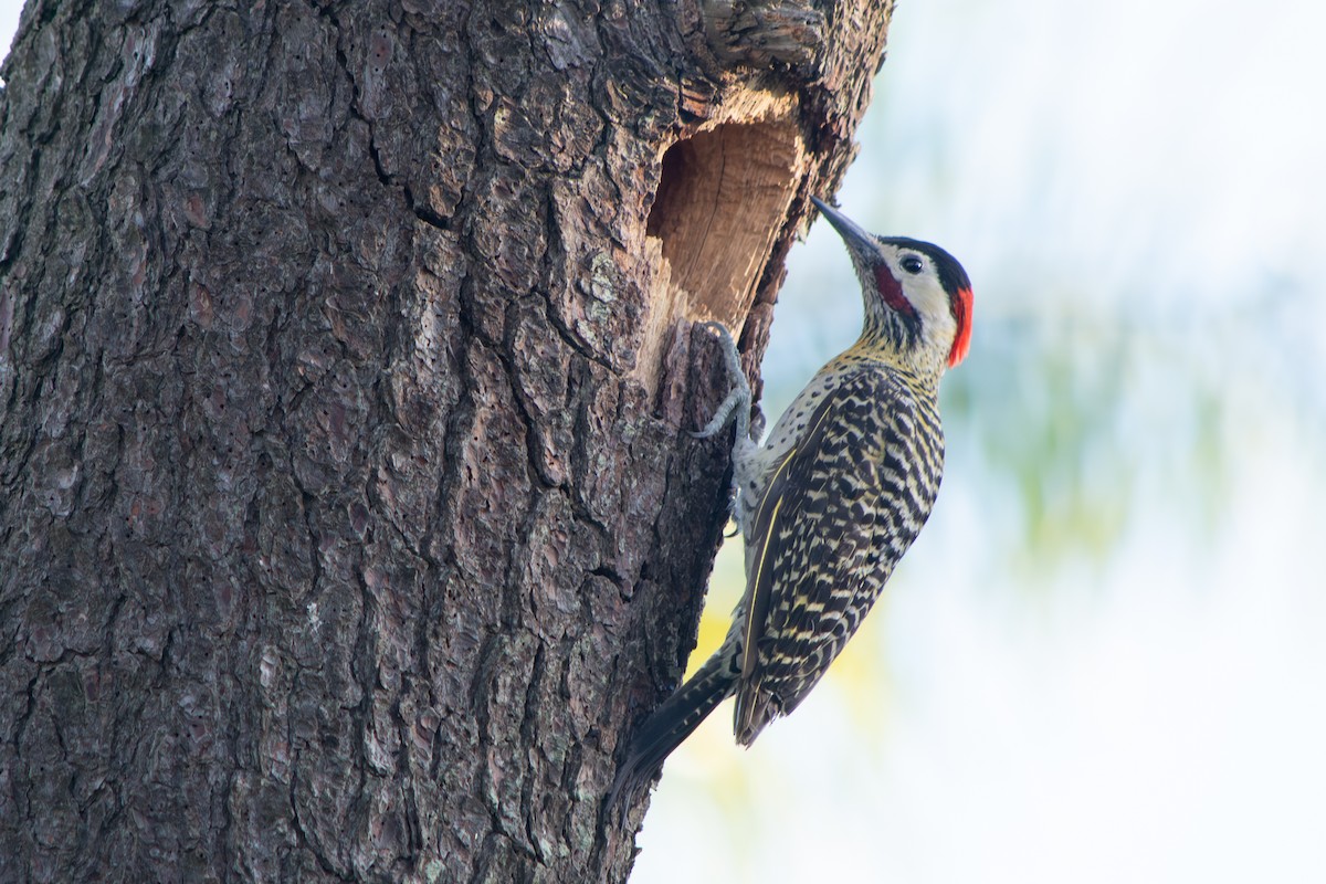 Черноусый дятел - ML645102176