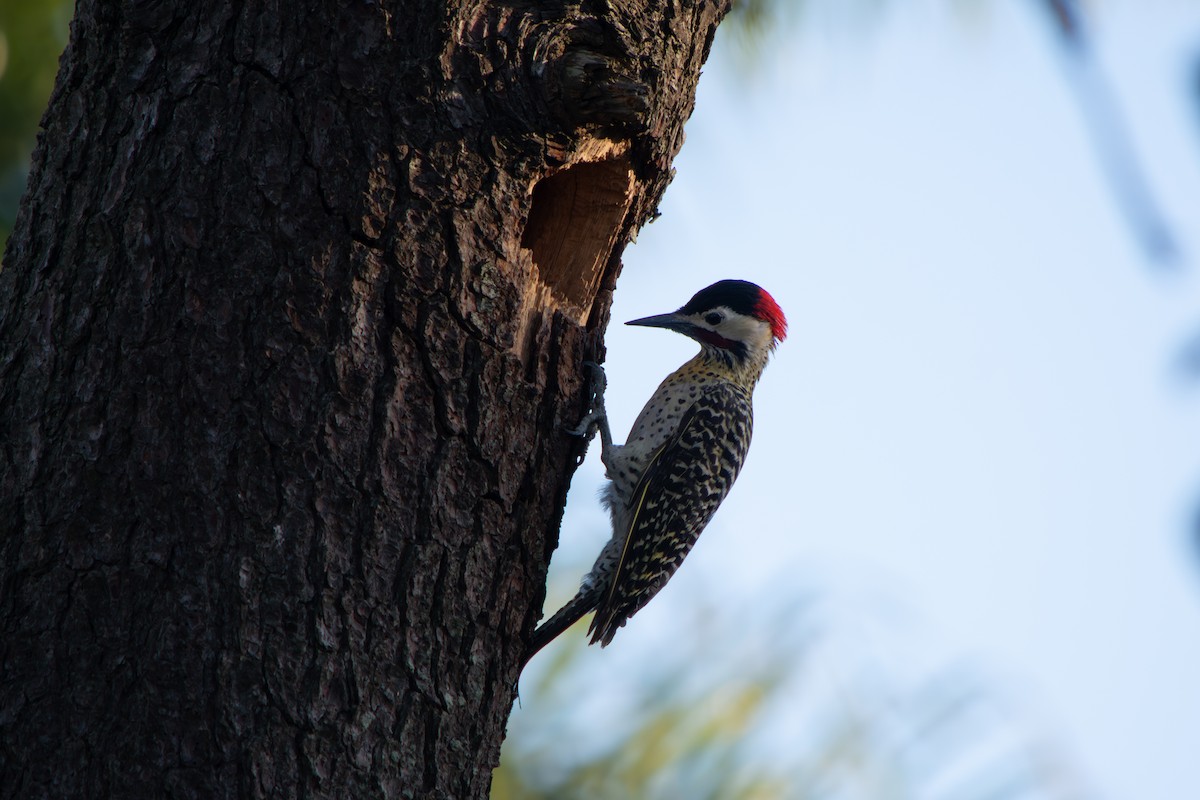 Черноусый дятел - ML645102177