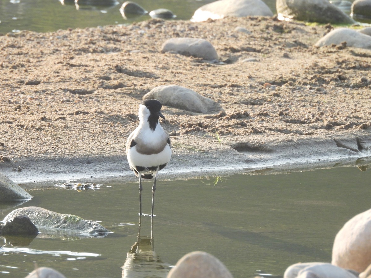 קיווית נהרות - ML645102201