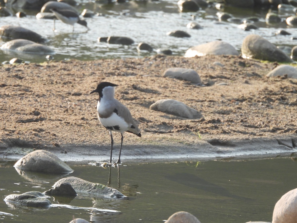 קיווית נהרות - ML645102202