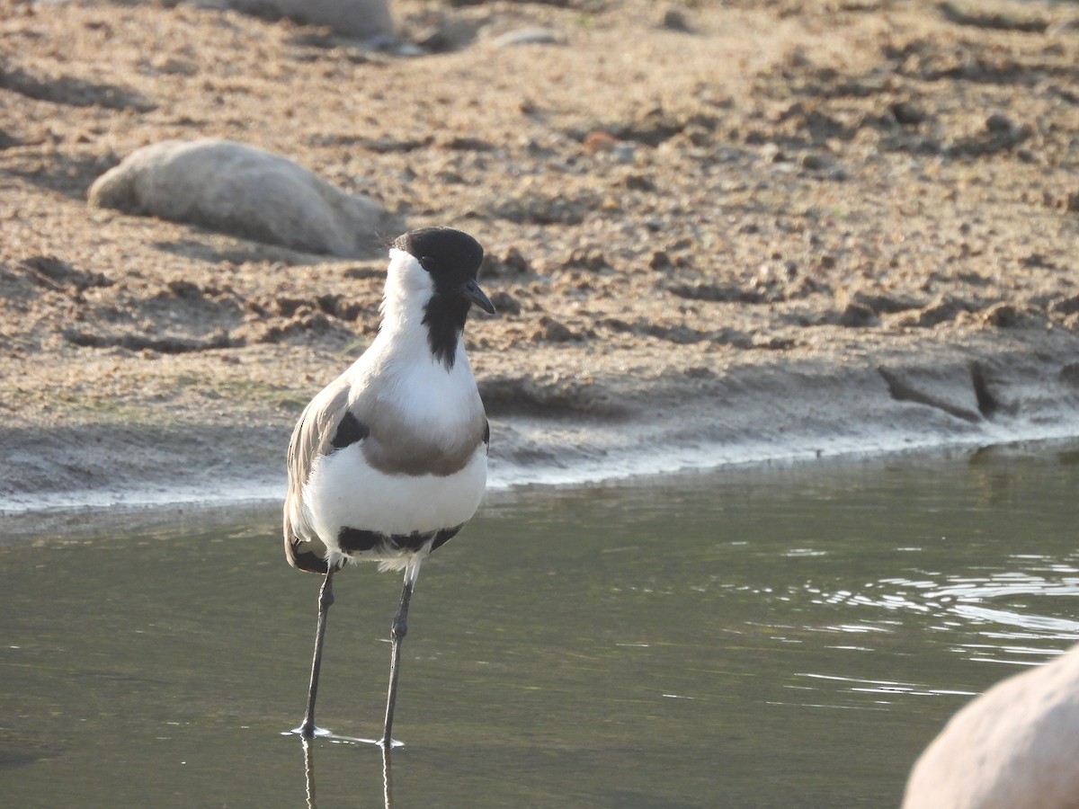 קיווית נהרות - ML645102203