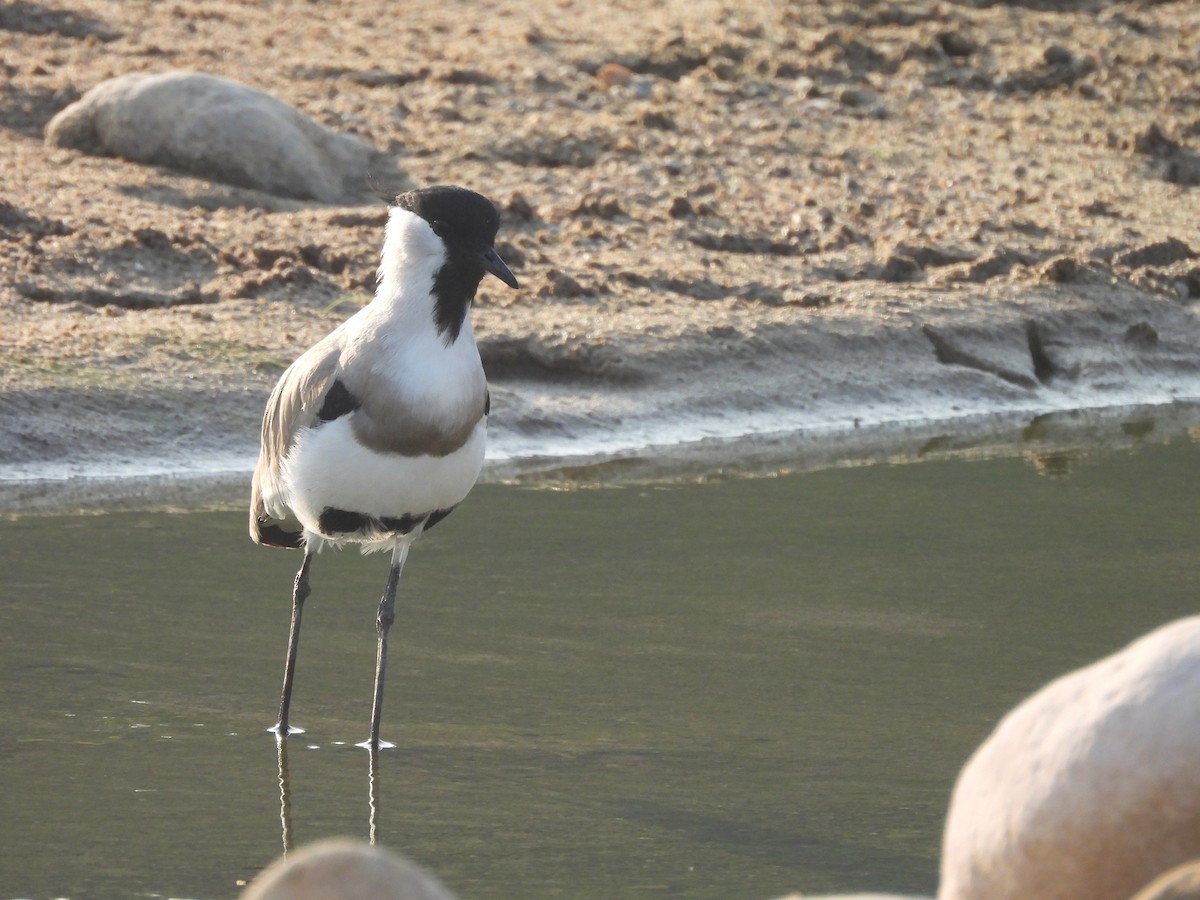 קיווית נהרות - ML645102204