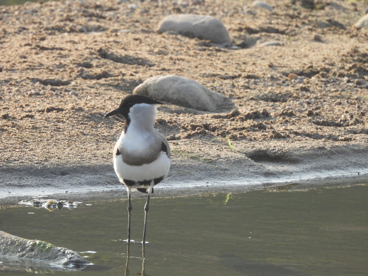 קיווית נהרות - ML645102205