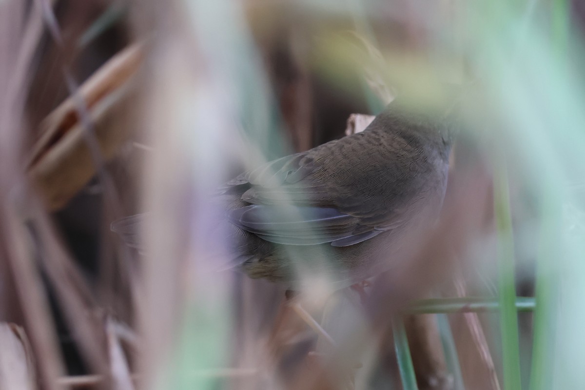 Baikal/Spotted Bush Warbler - ML645102206