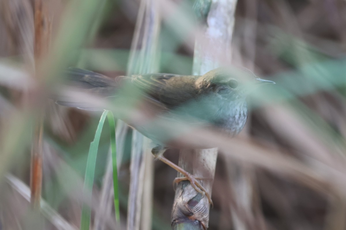 Baikal/Spotted Bush Warbler - ML645102207