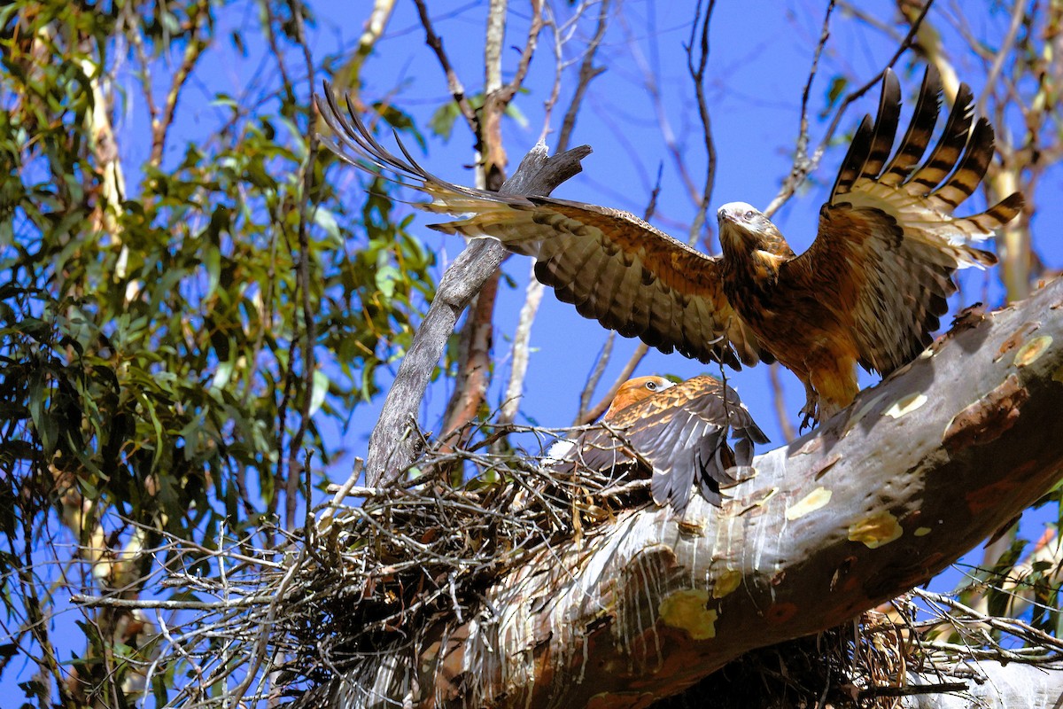 Square-tailed Kite - ML645102212