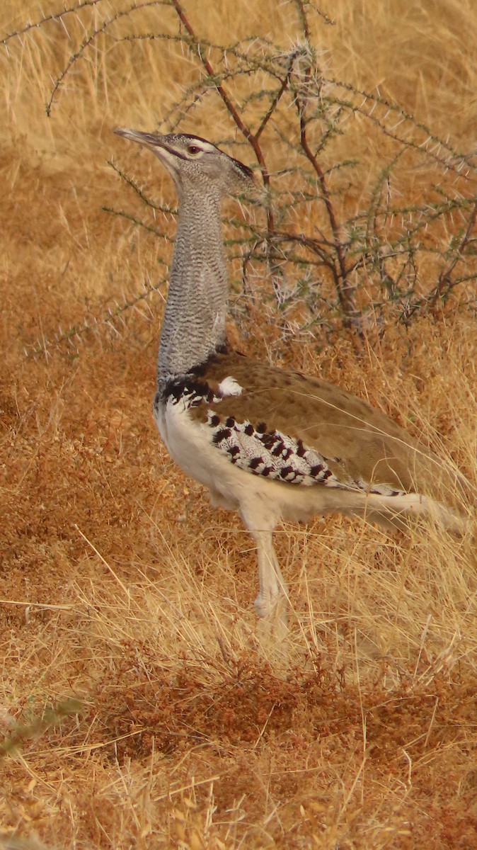 Kori Toyu - ML645102217