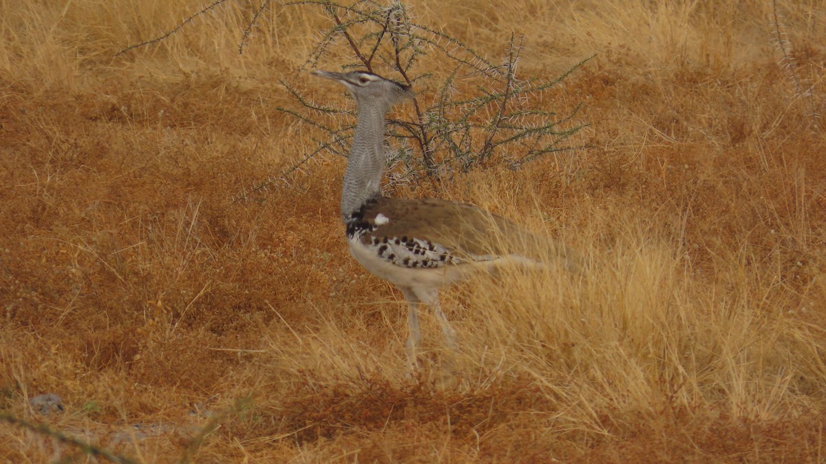 Kori Toyu - ML645102218