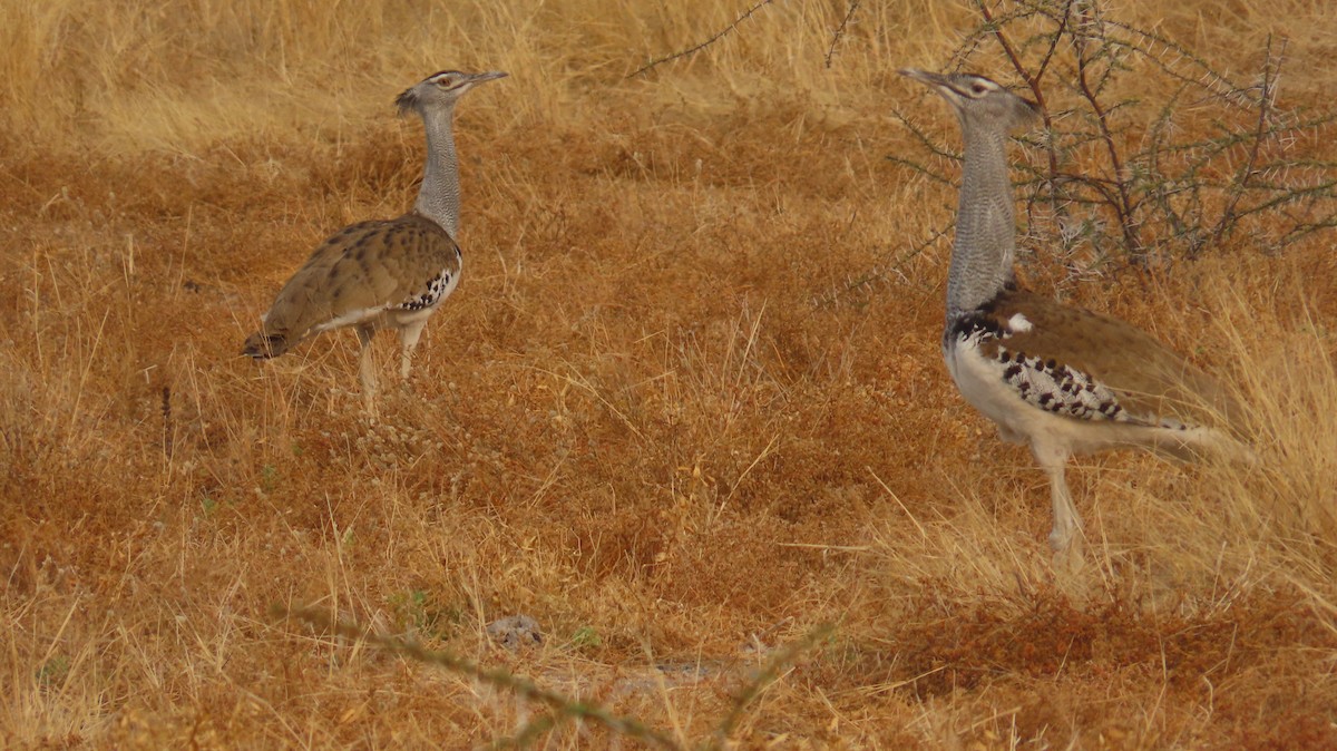 Kori Toyu - ML645102219