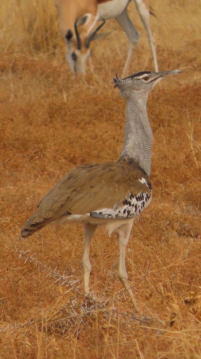 Kori Toyu - ML645102220