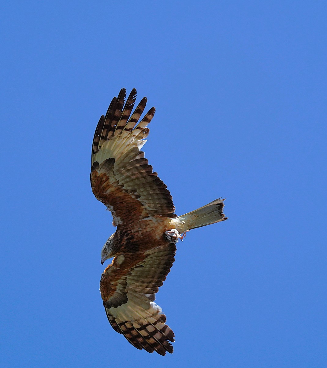 Square-tailed Kite - ML645102232