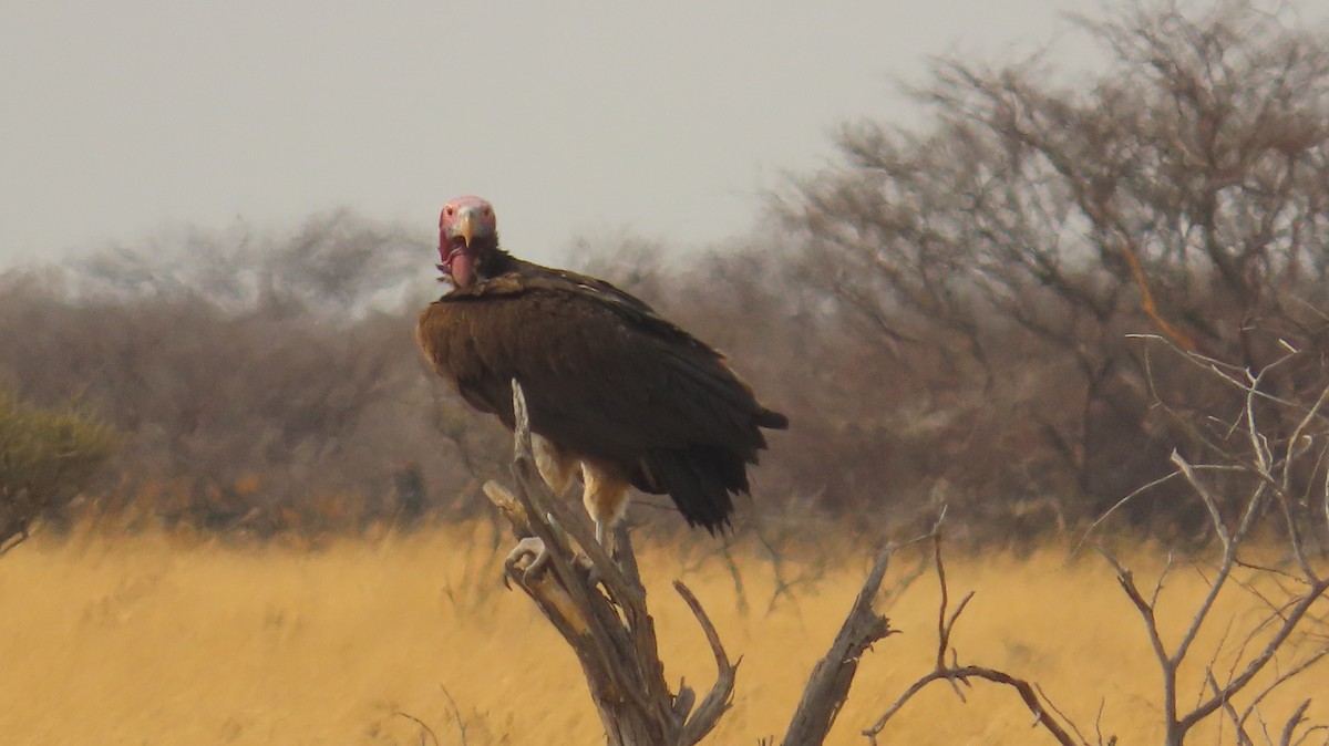 Lappet-faced Vulture - ML645102251