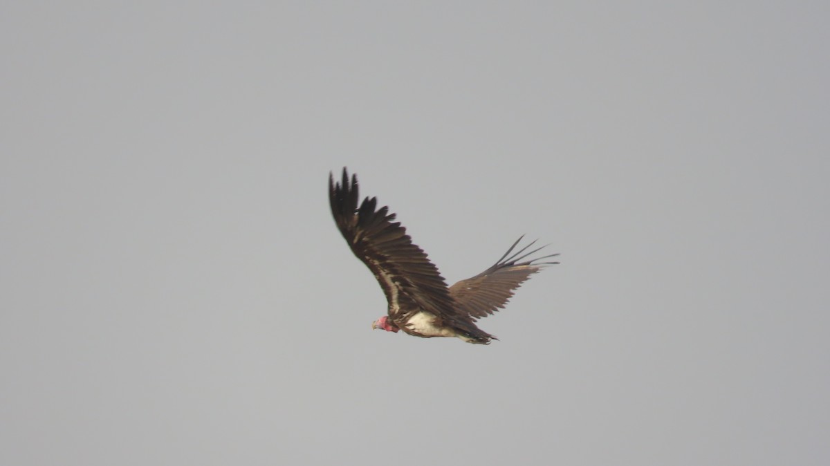 Lappet-faced Vulture - ML645102274