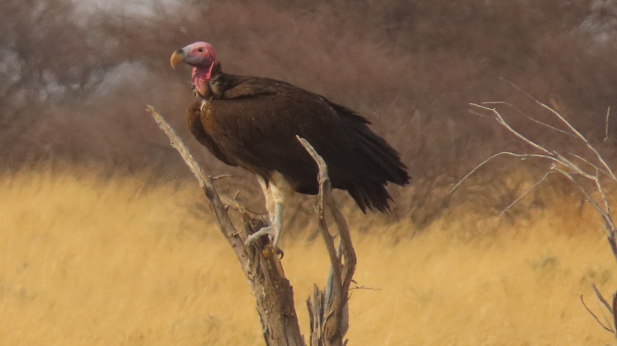 Lappet-faced Vulture - ML645102275