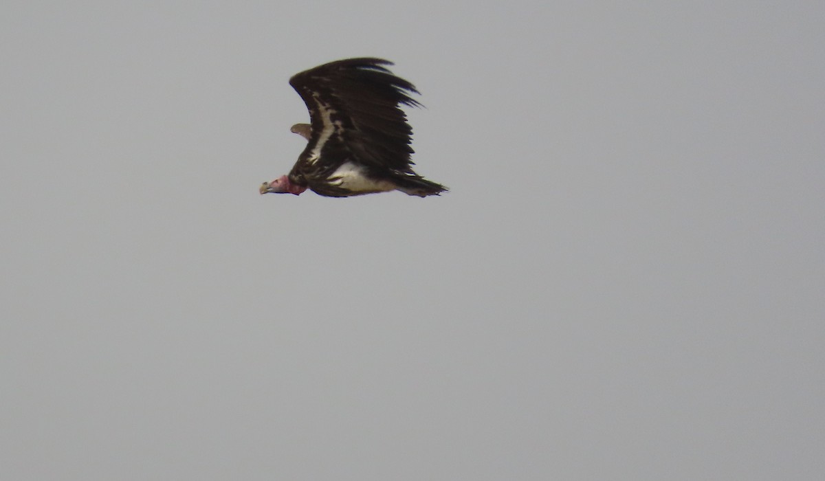 Lappet-faced Vulture - ML645102276