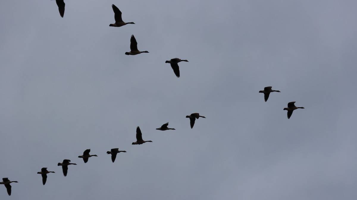 berneška velká - ML645102303