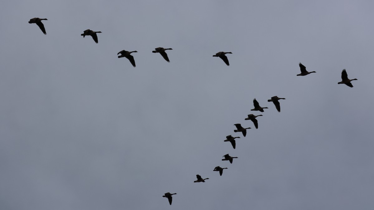 berneška velká - ML645102304