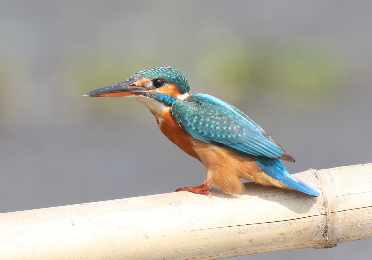 Common Kingfisher - ML645102306